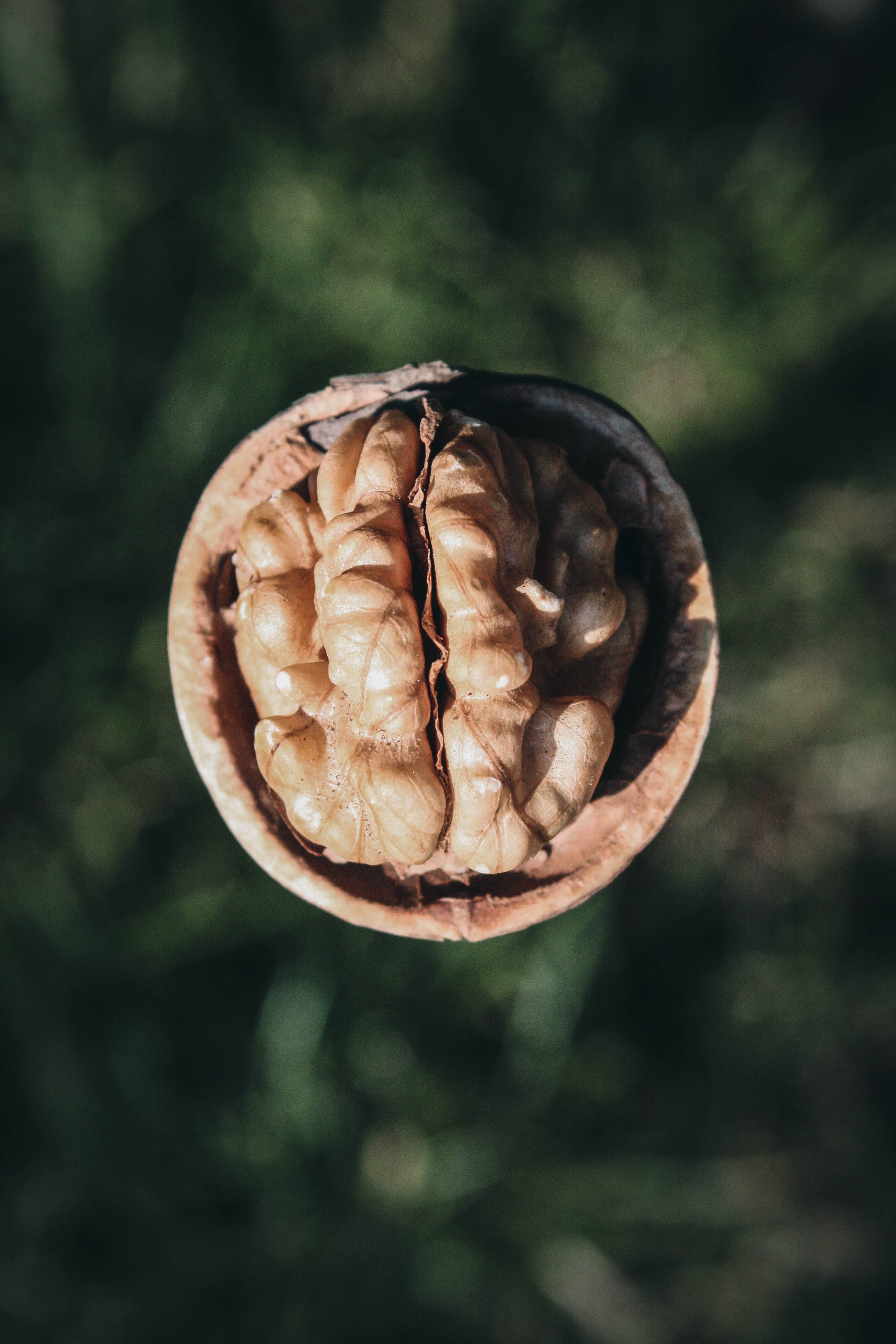 brain-shaped walnut 