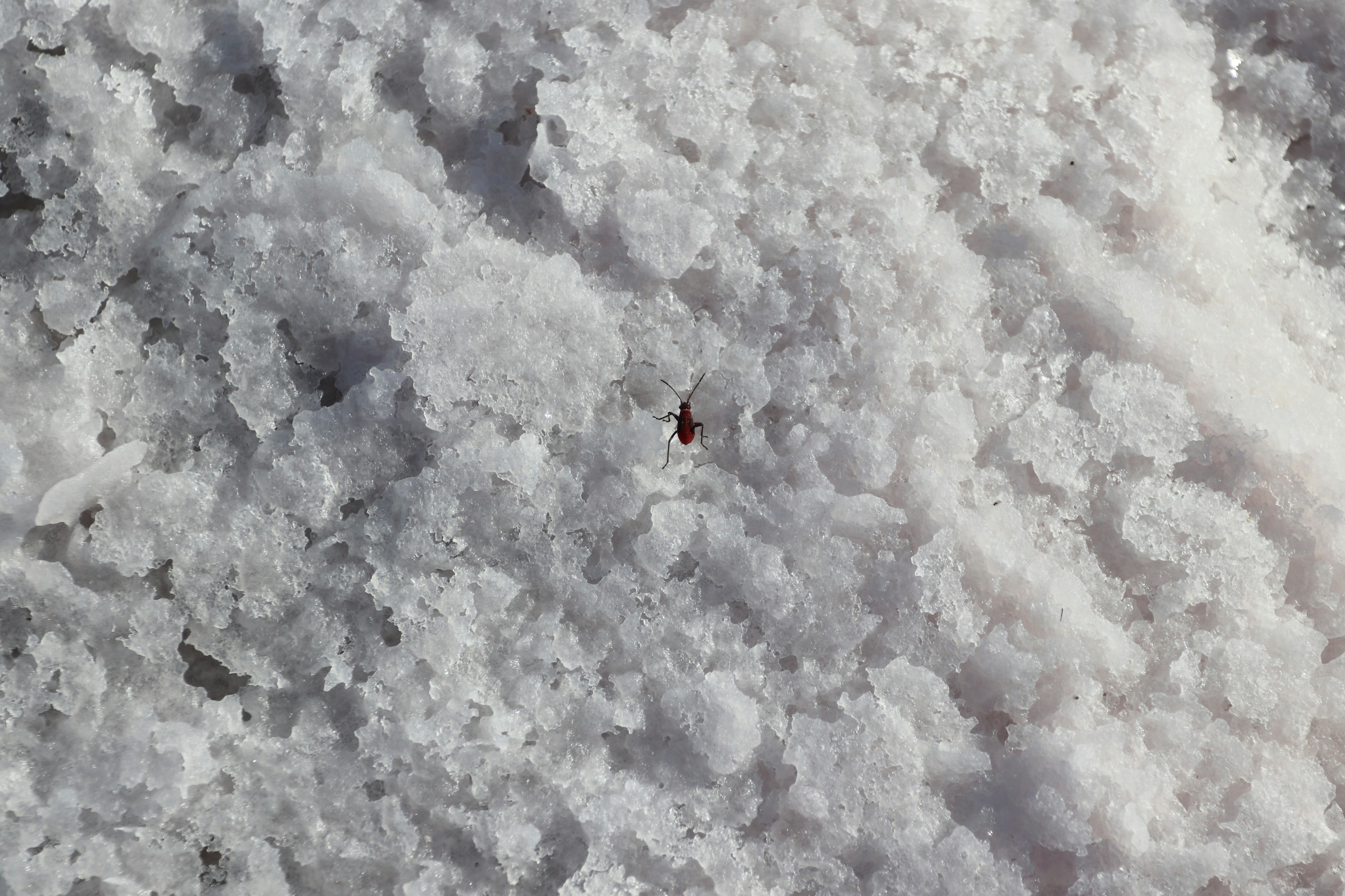 Salt